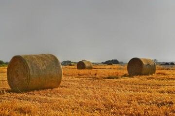 Golden fields with mown wheat and round haystacks against Gray stormy sky and forest