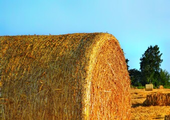Golden fields with mown wheat and round haystacks against blue sky and forest