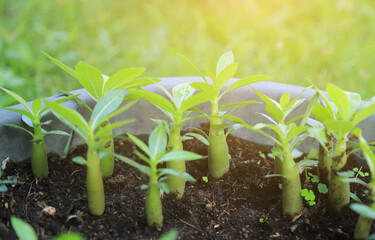 growing young sprout tree of Adenium in farm 