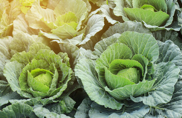 green cabbage in field of local agriculture 