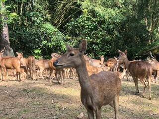Dear Deer of Safari Indonesia
