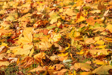 Background of the autumn maple leaves