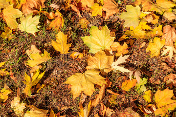 Background of the autumn maple leaves