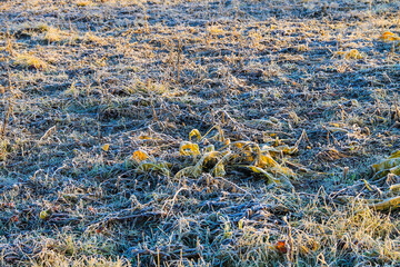 Obraz premium First morning frost on a meadow