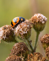 Close up of Ladybug creeping around grass flower