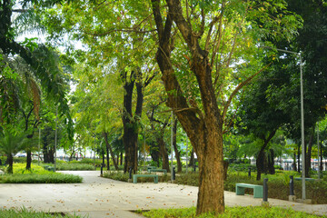 Fototapeta na wymiar Mehan garden outdoor park in Manila, Philippines
