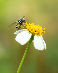 Close up of an insect sucking nectar on a flower