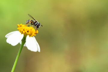 Close up of an insect sucking nectar on a flower