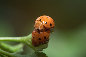 close up of a pair of ladybugs are mating on leaves