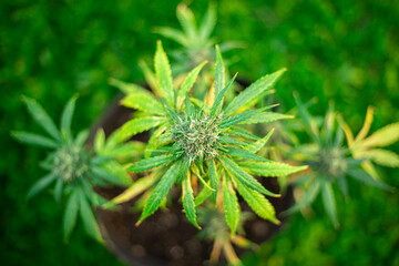 planta cogollo de marihuana cannabis exterior verde macro close up hoja con tricomas naturaleza