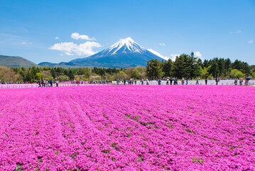 Naklejka premium Turyści lubią zwiedzać Shibazakura Pink Moss Garden wiosną z tłem Fuji Mountain, Fujinomiya, Shizuoka