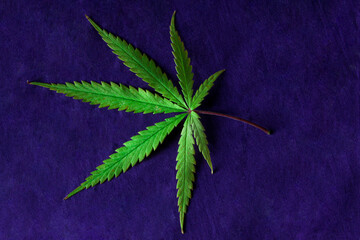 planta hoja de marihuana cannabis exterior verde macro close up hoja violeta