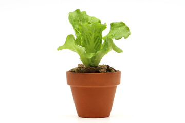a variety of fresh lettuce seedlings
