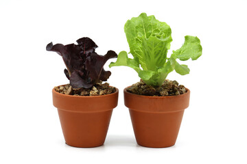 a variety of fresh lettuce seedlings
