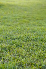 Fresh green lawn and grass at summer, viewed from 
the front. Shallow depth of field, focused on front.