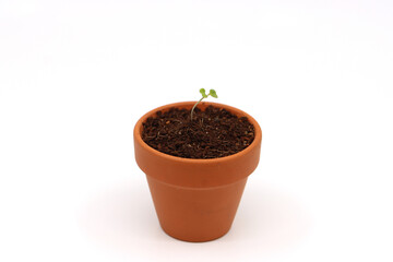 a variety of fresh lettuce seedlings