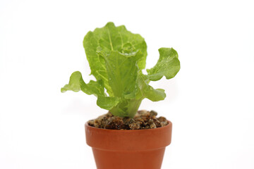 a variety of fresh lettuce seedlings