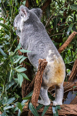 Obraz premium Eating Koala