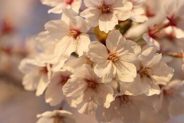 pink cherry blossom