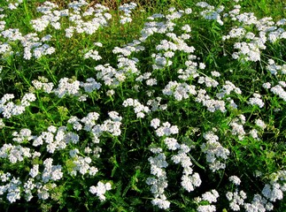 Common yarrow Achillea millefolium white flowers close up, floral background & green leaves. Yarrow pattern, milfoil top view. Medicinal organic natural herbs & plants concept. Wild yarrow, wildflower