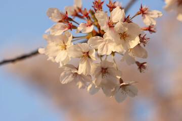 pink cherry blossom