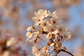 pink cherry blossom