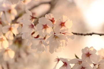 pink cherry blossom