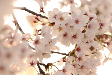 pink cherry blossom