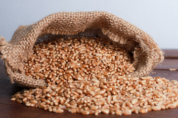 Heap of wheat grains scattered from burlap sack on brown table against. Side view, copy space. Harvest, farming, agriculture concept