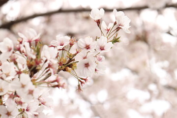 pink cherry blossom