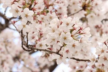 pink cherry blossom