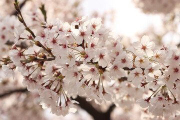 pink cherry blossom