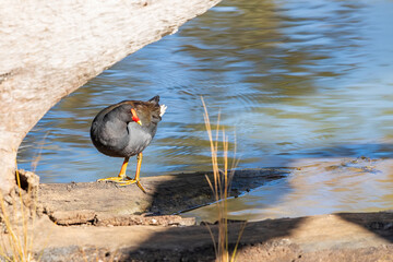 The Dusky Moorhen (Gallinula tenebrosa) is a medium-sized, dark grey-black water bird with a white undertail. It has a red bill with a yellow tip and a red facial shield.