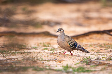 A Common Bronzewing (Phaps chalcoptera). A medium-sized, heavily built pigeon with a clear white line below and around the eye and patches of green, blue and red in the wing.