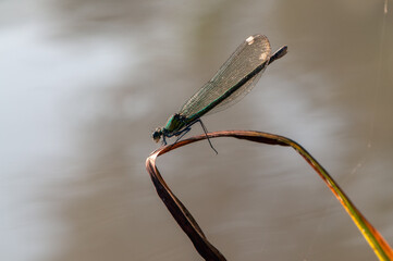 Beautiful damselfly Calopteryx splendens on a blade of grass near the river waiting for prey...