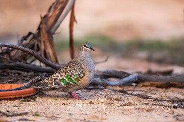A Common Bronzewing (Phaps chalcoptera). A medium-sized, heavily built pigeon with a clear white line below and around the eye and patches of green, blue and red in the wing.