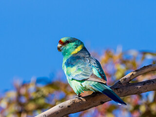 The Australian Ringneck (Barnardius zonarius) sub-species "barnardi" is also known as a Mallee Ringneck. Has a green body and a yellow ring or collar around its neck.