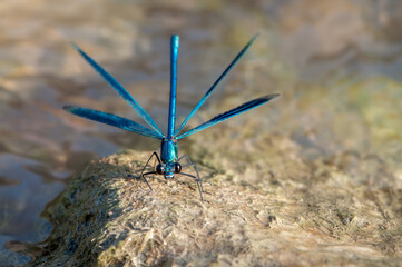 Beautiful damselfly Calopteryx splendens sits on a stone in the river flaps its wings and waits for prey