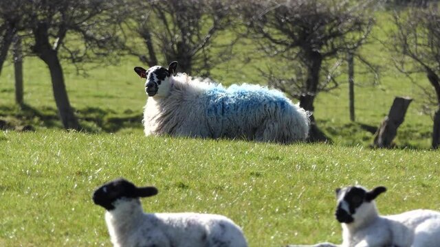 Sheep and lambs laying in the sun in a field in Ireland 