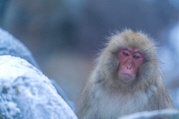 Wild Japanese macaque (Macaca fuscata) or Snow Monkey
