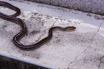 警戒する日本のシマヘビ