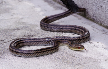 警戒する日本のシマヘビ