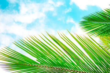 green leaf of palm from above on a background of blue sky, place for text