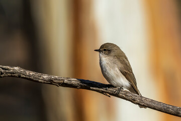 Jacky Winter (Microeca fascinans) is a small grey-brown robin with a faint pale eye-line and white...