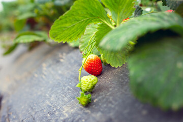 Red Strawberry in farm.