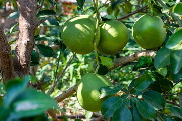 Closeup fresh green Pummelo fruit tree with green leaves in the garden .