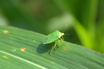 Stink bug on the green leaf, The green stink bug is an insect in the blur background farm.