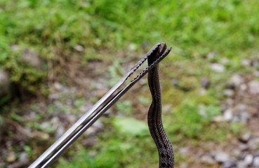 ヘビを捕獲する人