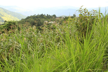 Fototapeta na wymiar Beautiful grass and maizes are growing the side of farm