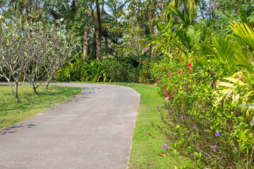territory of a tropical garden with a walking path. Trees with flowers. Tourism and rest. Copy space